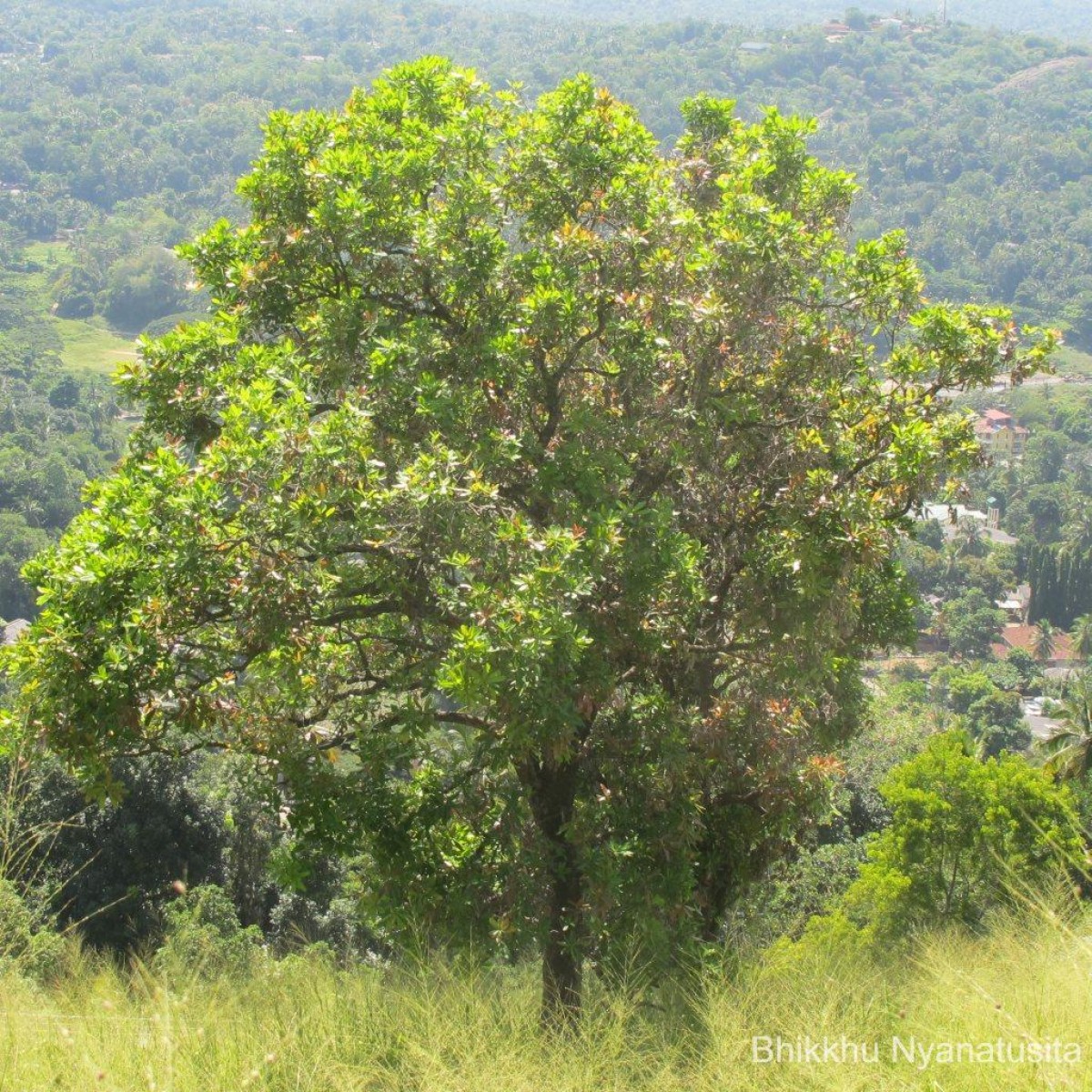 Semecarpus nigroviridis Thwaites